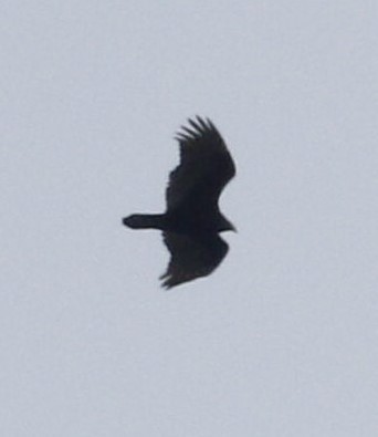 Turkey Vulture - ML141942851