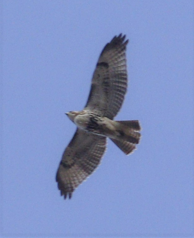 Red-tailed Hawk - ML141942971