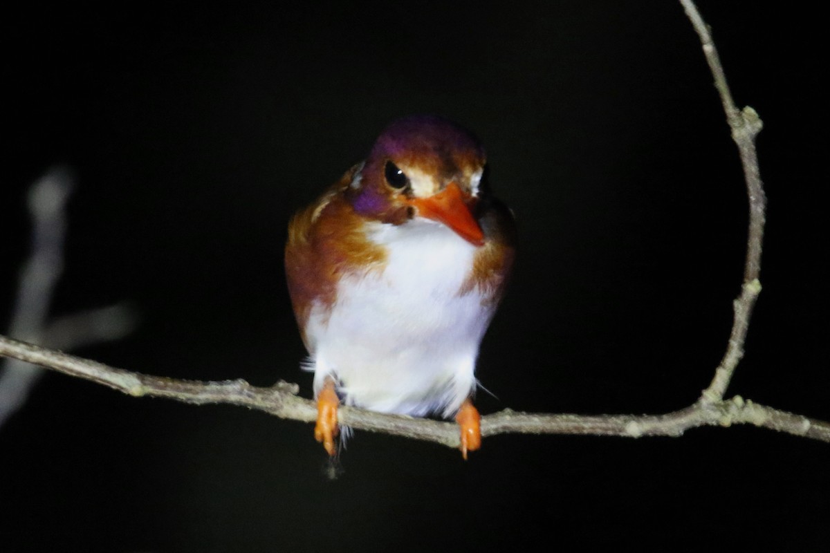 Madagascar Pygmy Kingfisher - Stephen Gast