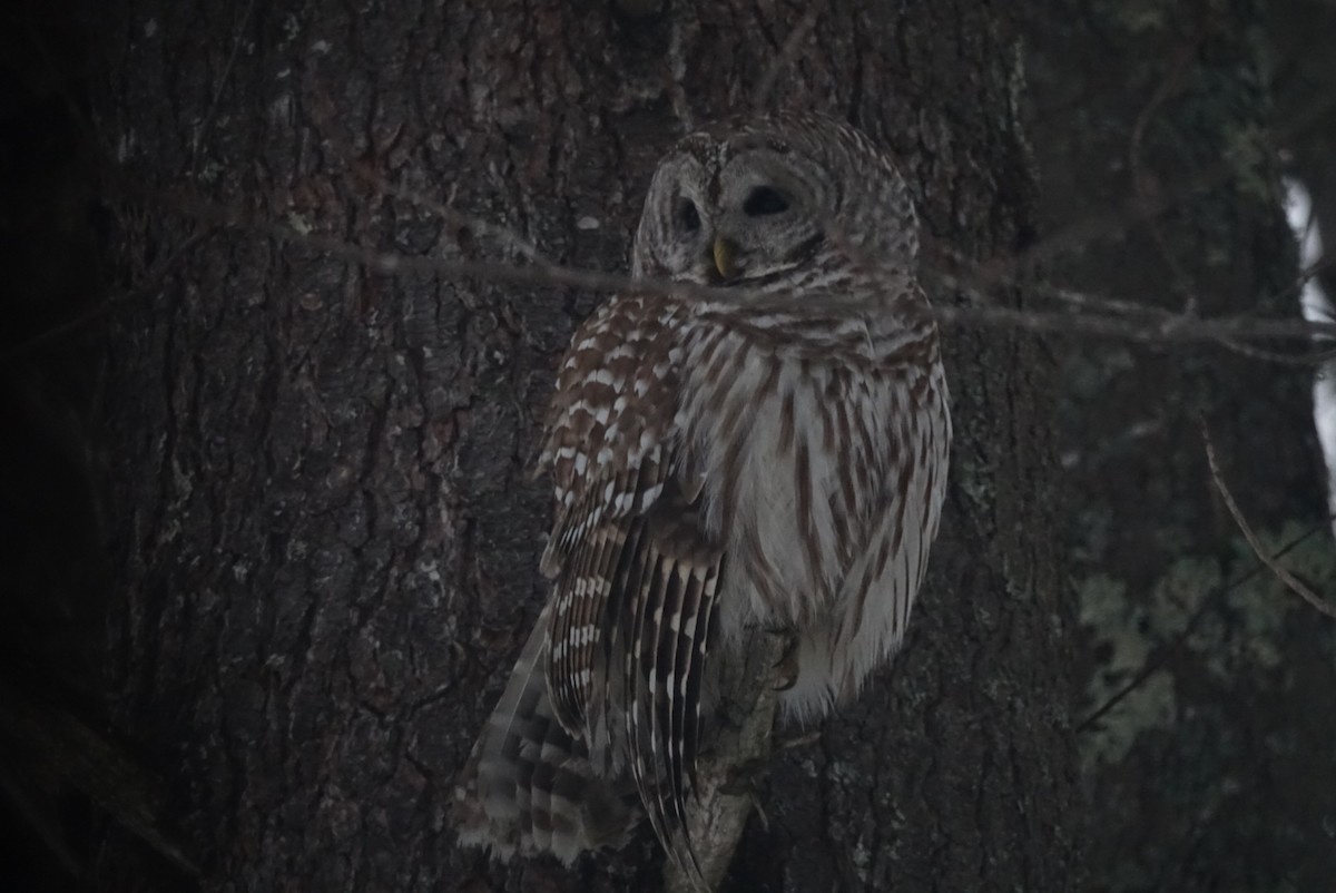 Barred Owl - Sean Hatch
