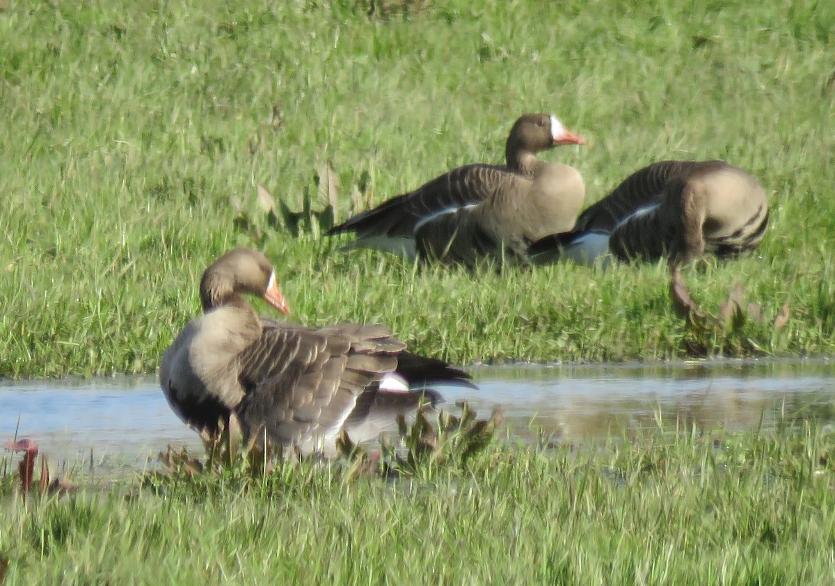 Greater White-fronted Goose - ML141943601