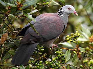  - Nilgiri Wood-Pigeon