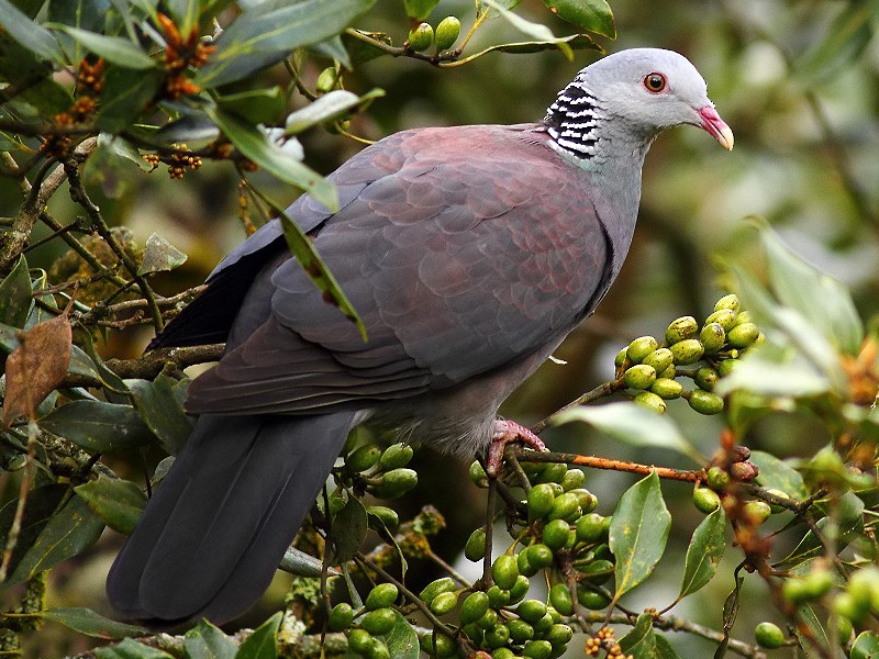 nilgiri wood pigeon