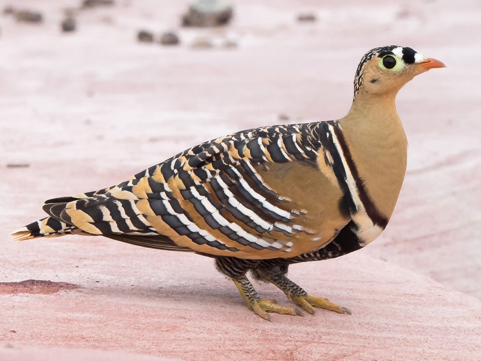 Painted Sandgrouse - eBird