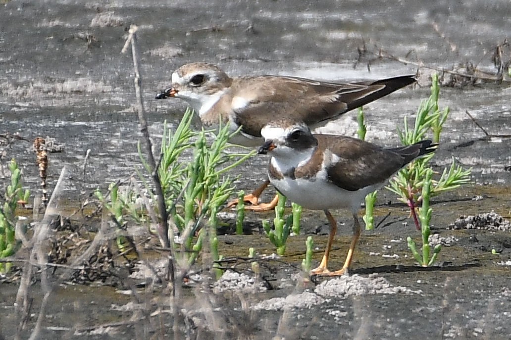Semipalmated Plover - ML141945281