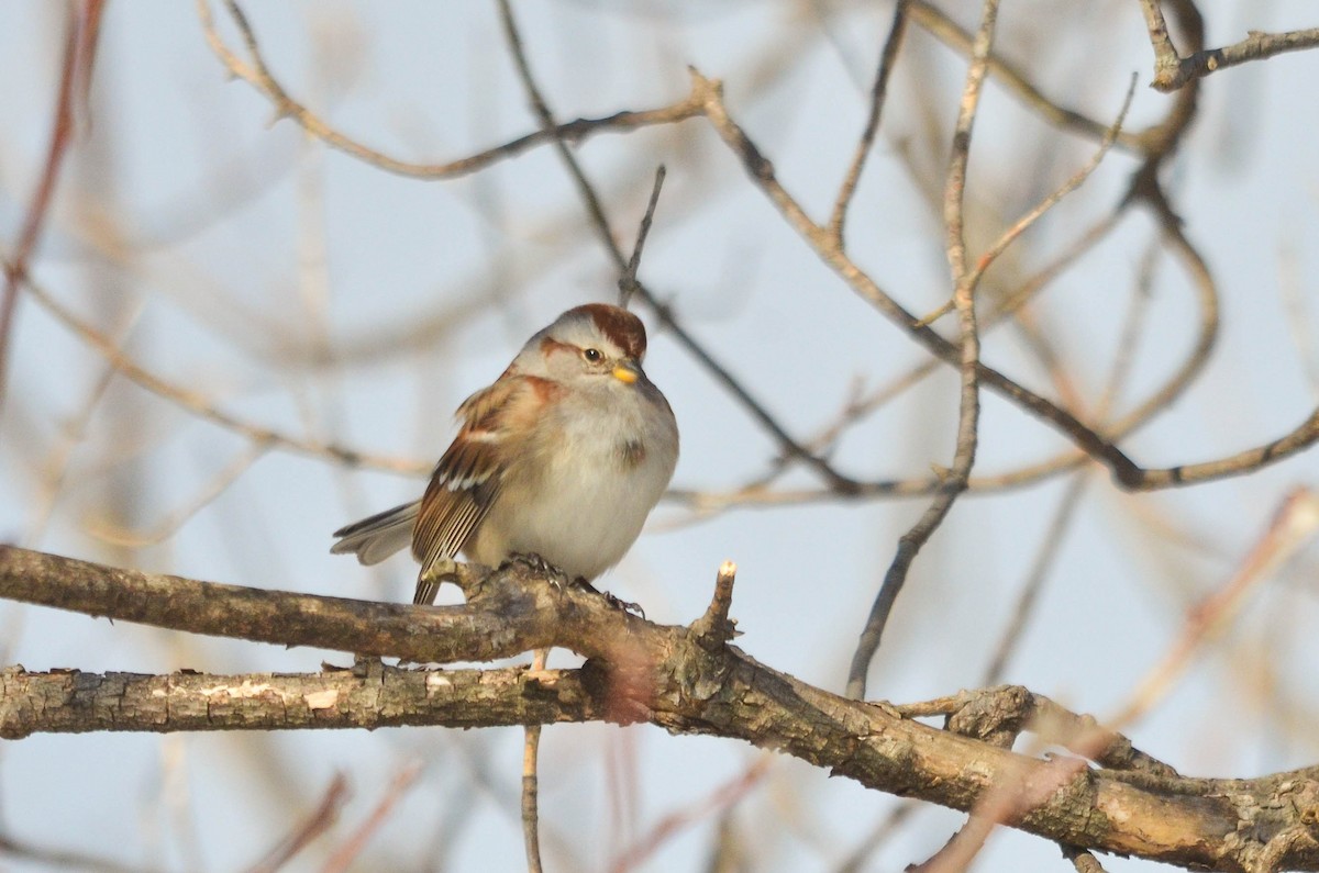 American Tree Sparrow - ML141945341