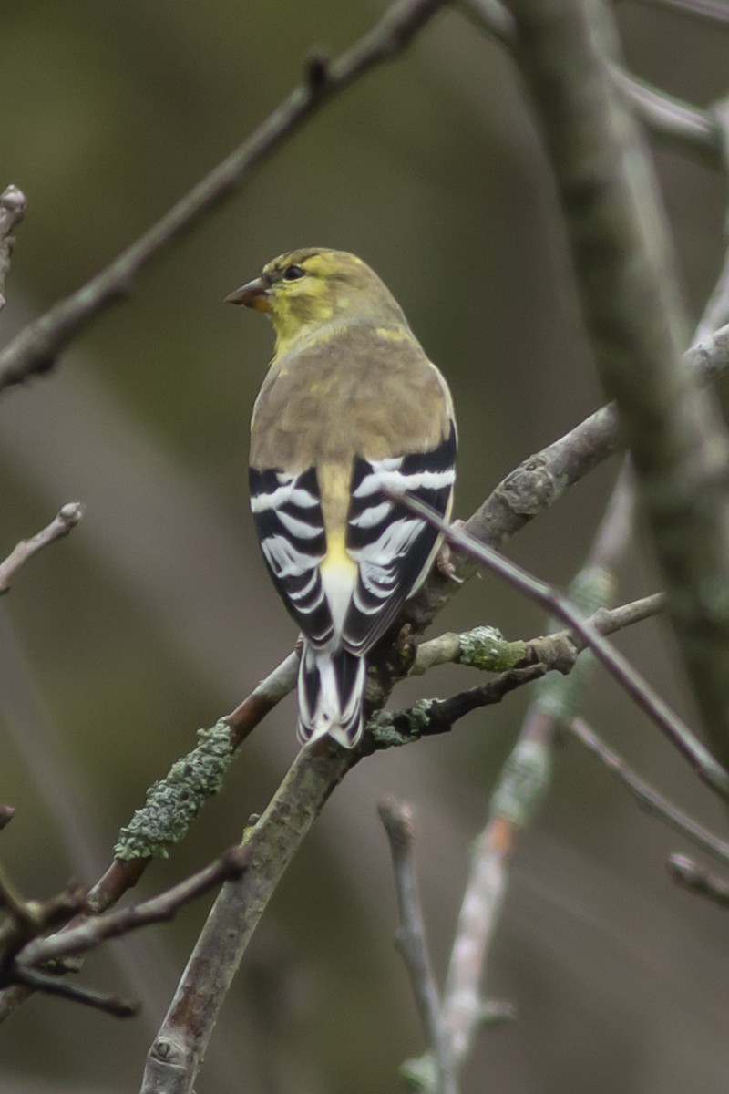 American Goldfinch - George Holt