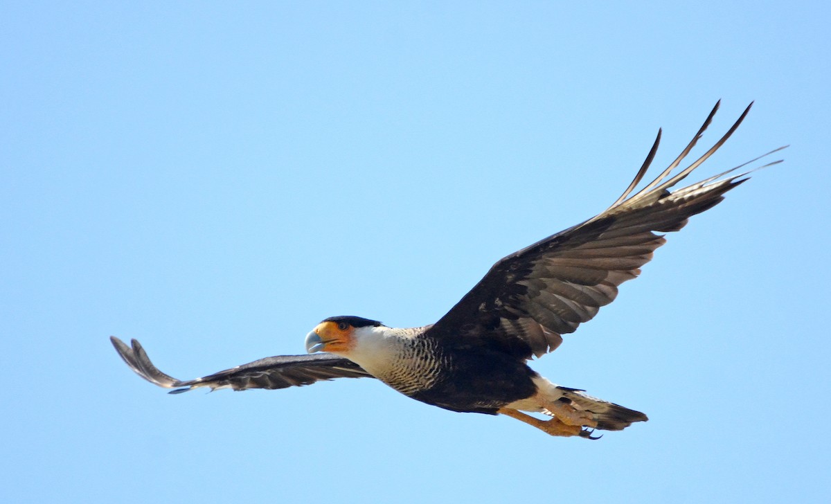 Crested Caracara (Northern) - Steven Mlodinow