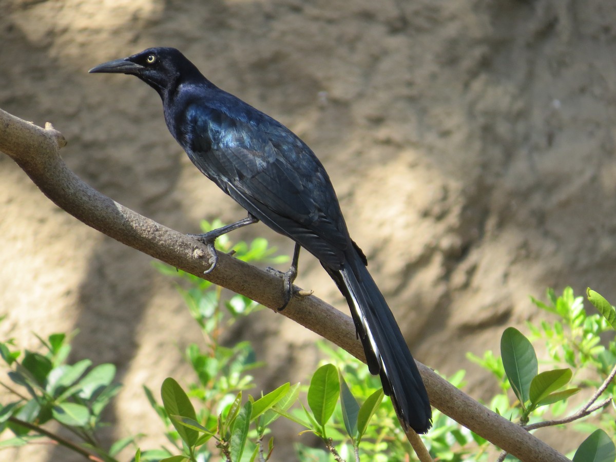 Great-tailed Grackle - ML141946371