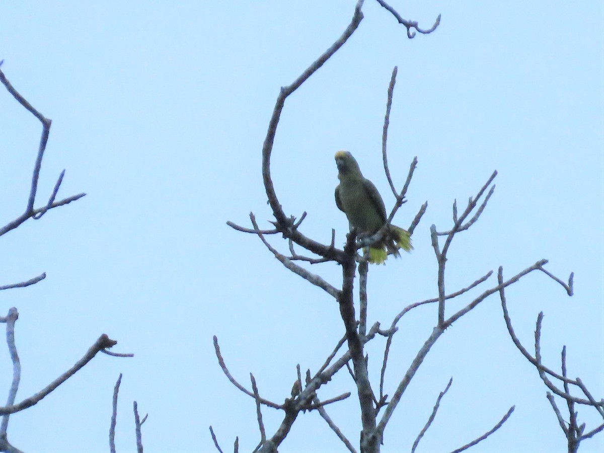 Yellow-crowned Parrot - ML141946531