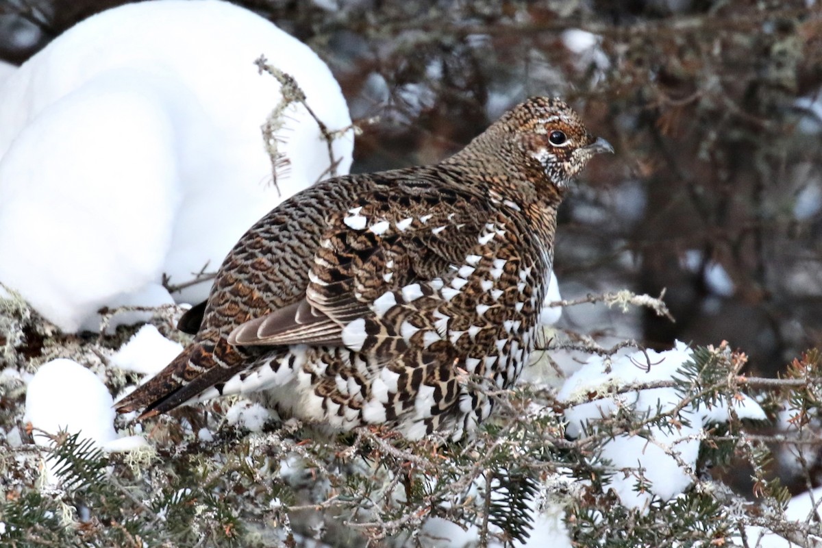 Spruce Grouse - Ginger Spinelli