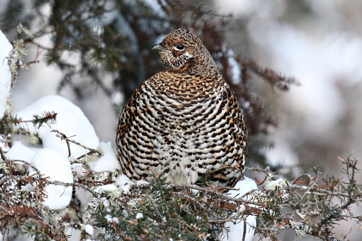 Spruce Grouse - Ginger Spinelli