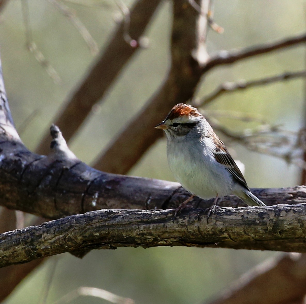 Chipping Sparrow - Dennis Cooke