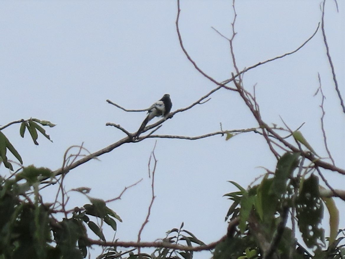 Magpie Tanager - ML141947571