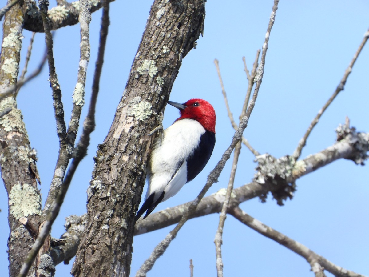 Red-headed Woodpecker - Pete Givan