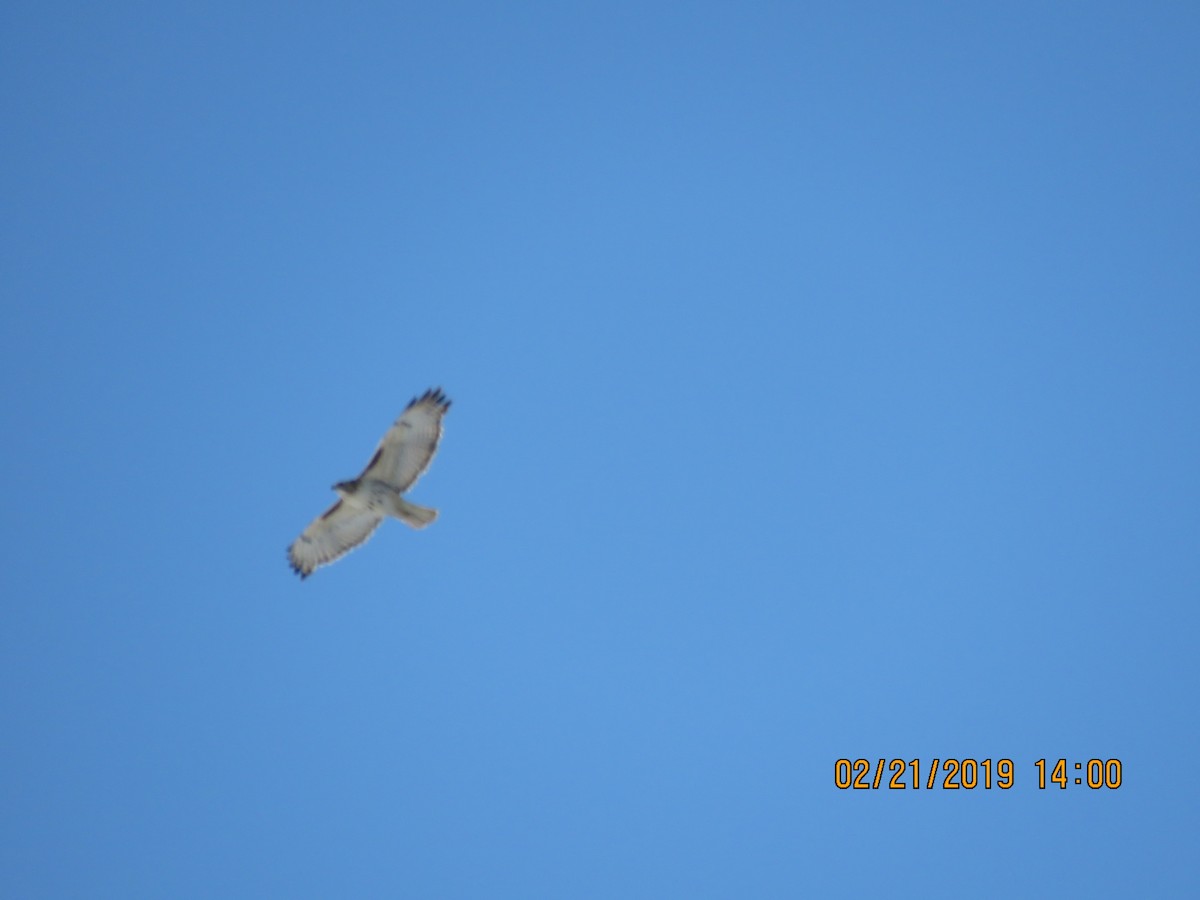 Red-tailed Hawk - ML141948221