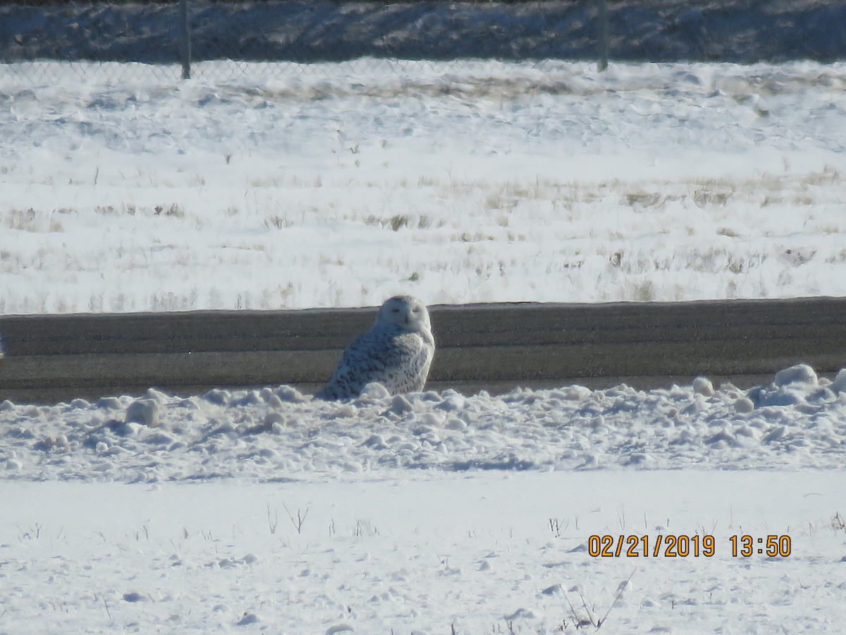 Snowy Owl - ML141948411