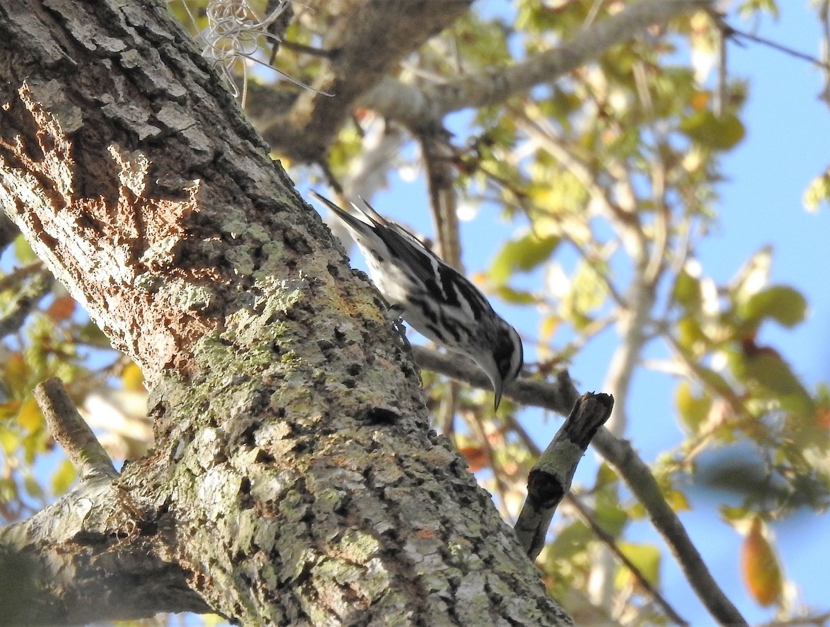 Black-and-white Warbler - Sharon Wilcox
