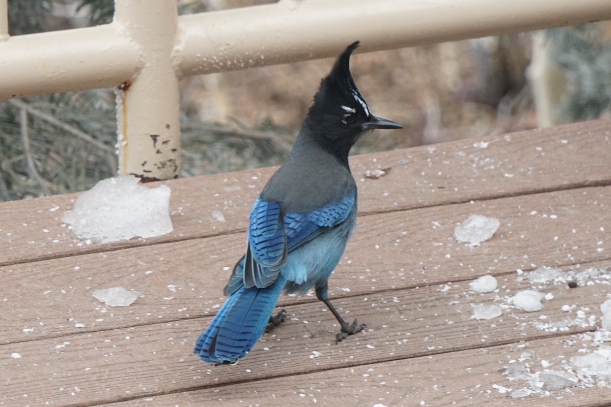 Steller's Jay - Anonymous