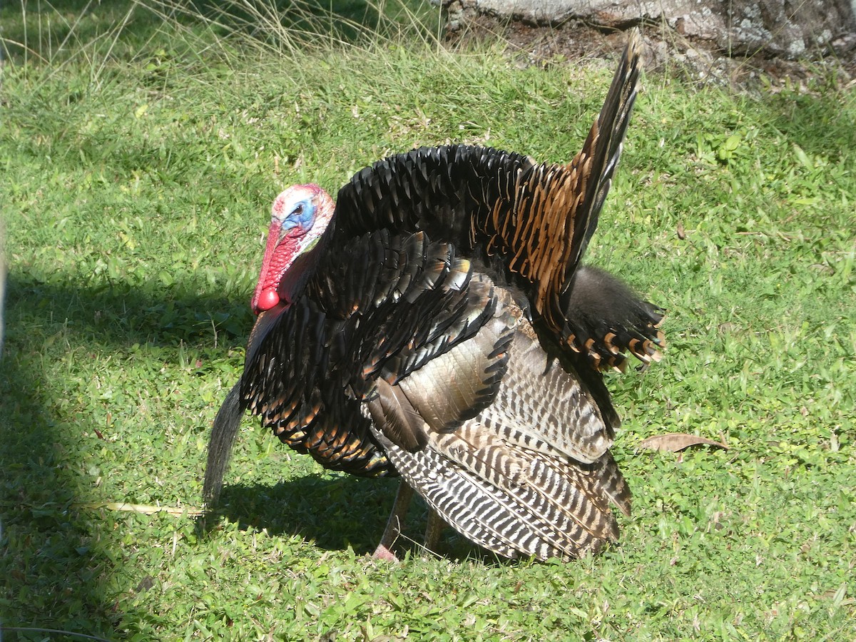 Wild Turkey - ML141948971