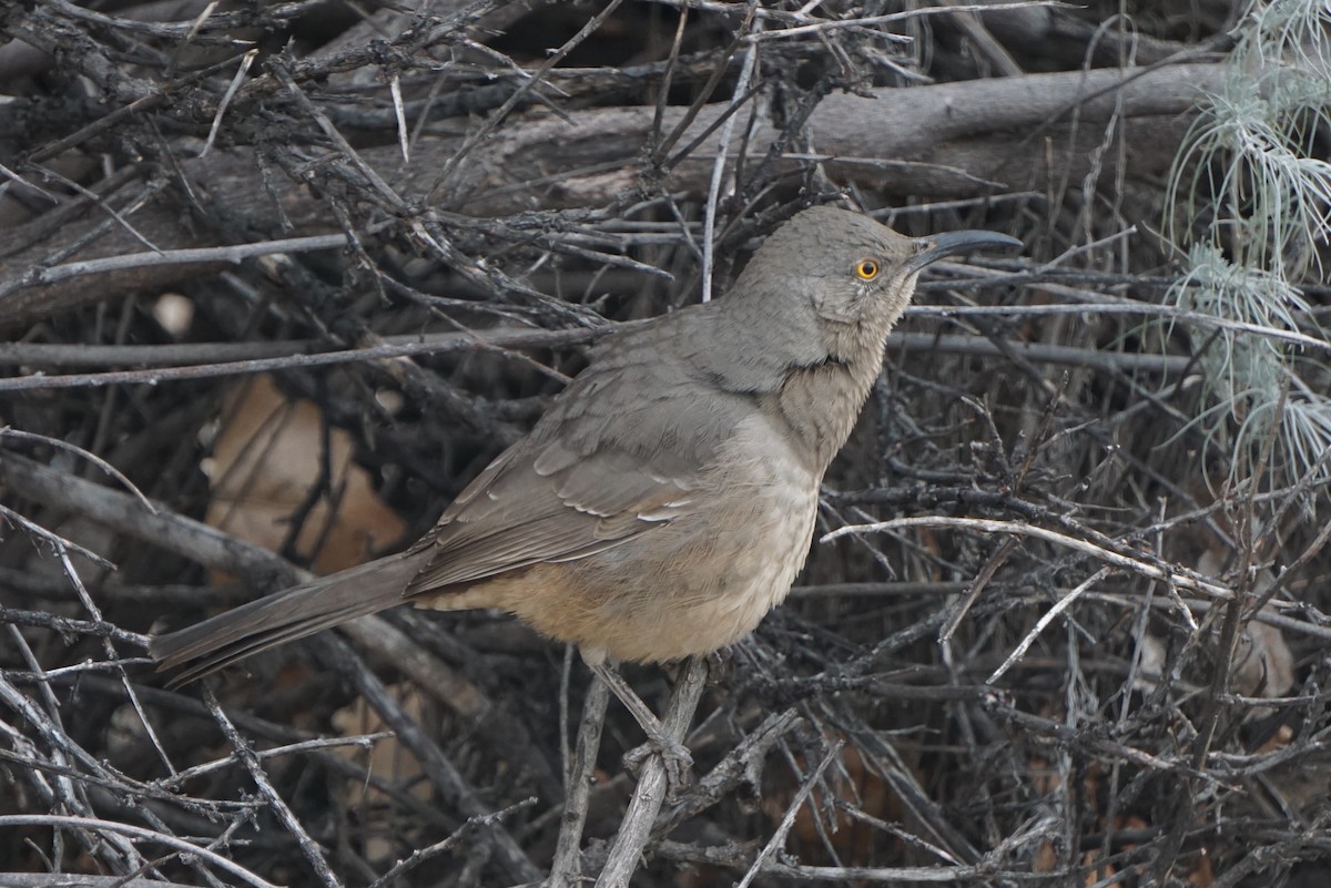 Curve-billed Thrasher - Anonymous
