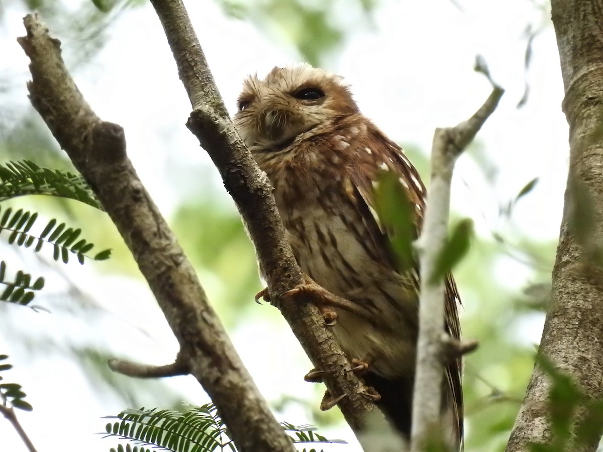Cuban Pygmy-Owl - Alison Mews