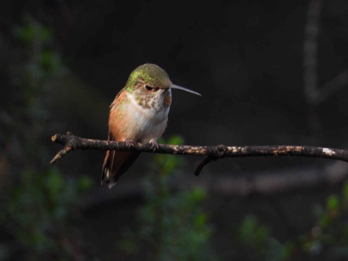Allen's Hummingbird - Jon Tveten