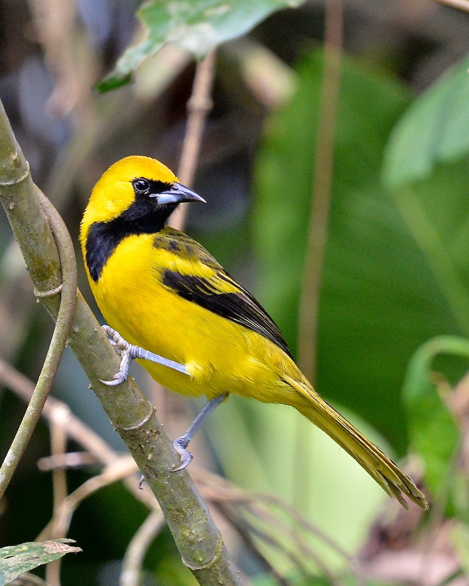 Yellow-tailed Oriole - ML141950111