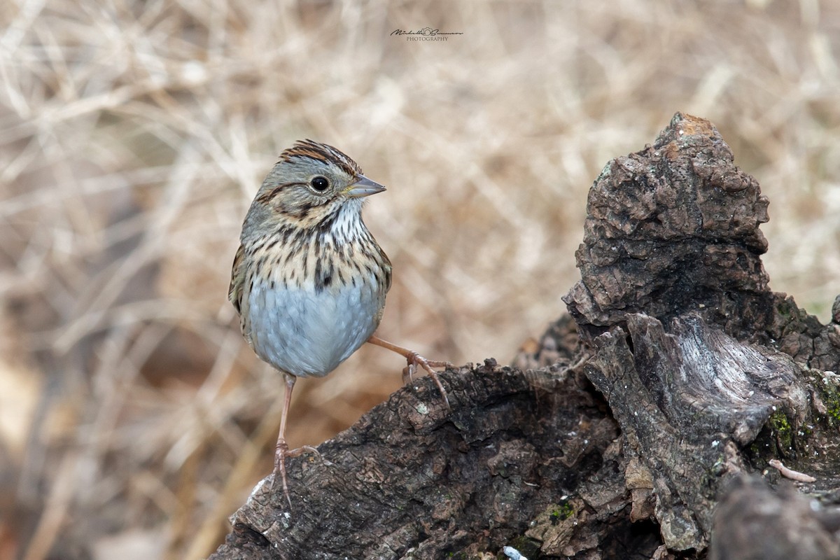Lincoln's Sparrow - Michelle Summers