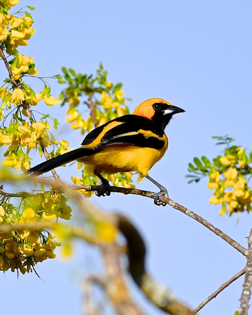 Yellow-tailed Oriole - Gerald Friesen