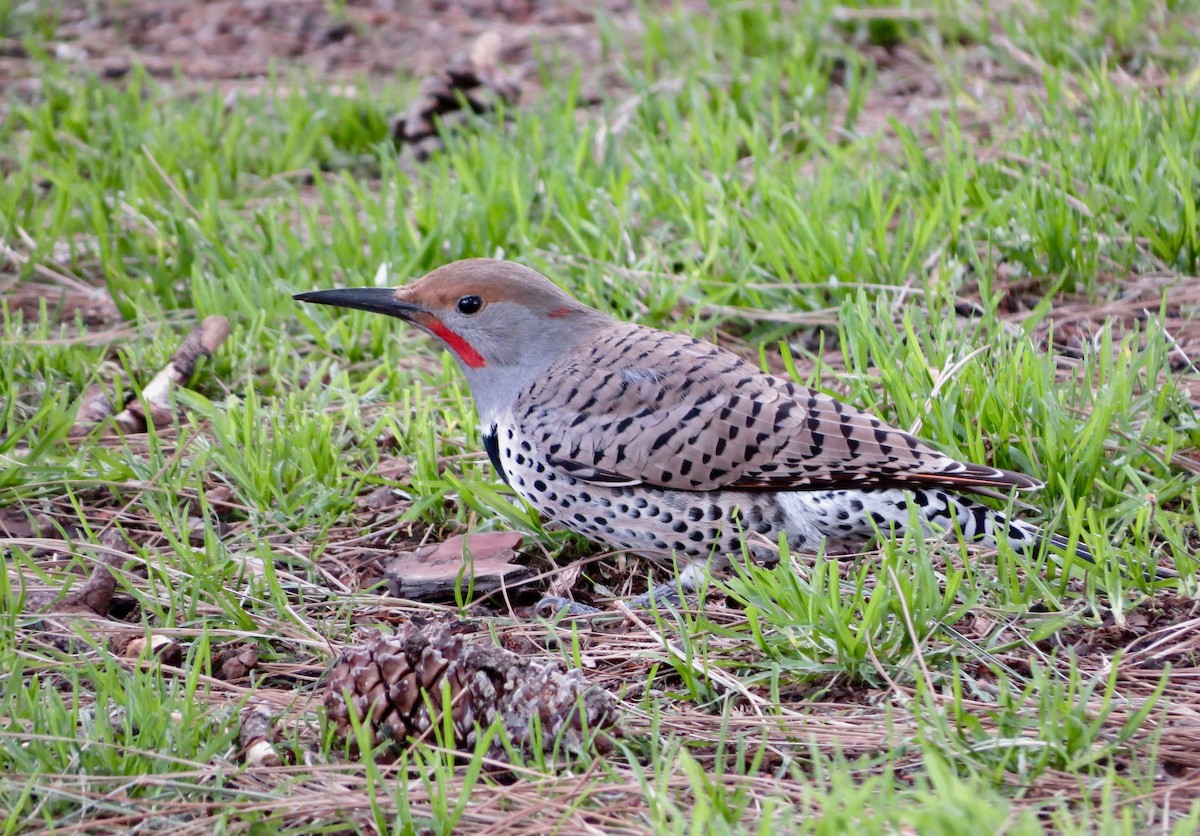 Northern Flicker - Terry Hill
