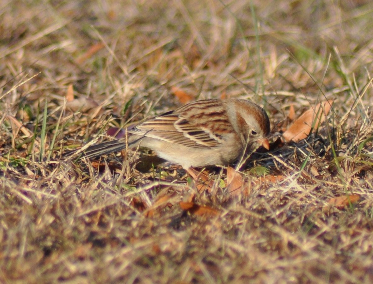 Field Sparrow - Tommie Rogers