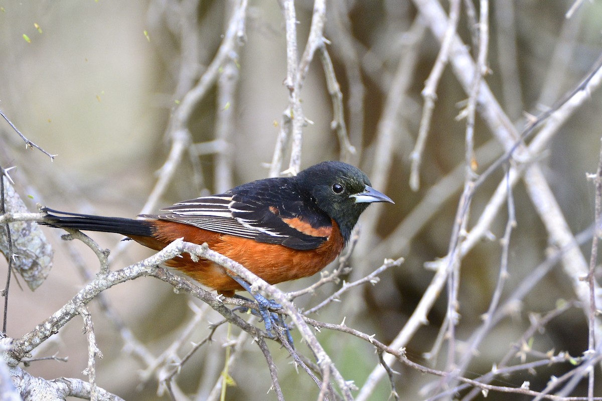 Orchard Oriole - ML141951871
