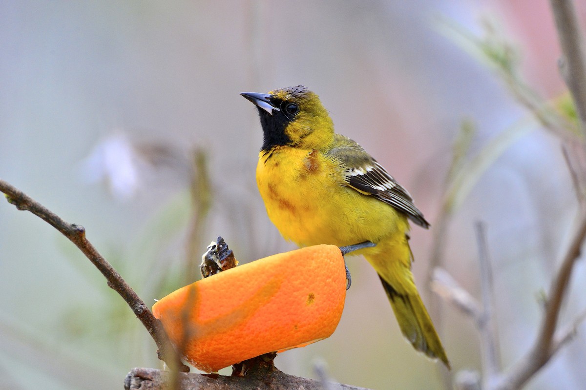 Orchard Oriole - ML141951901
