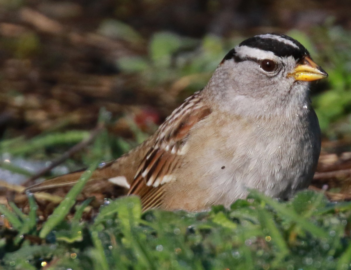 White-crowned Sparrow - Jordan Roderick