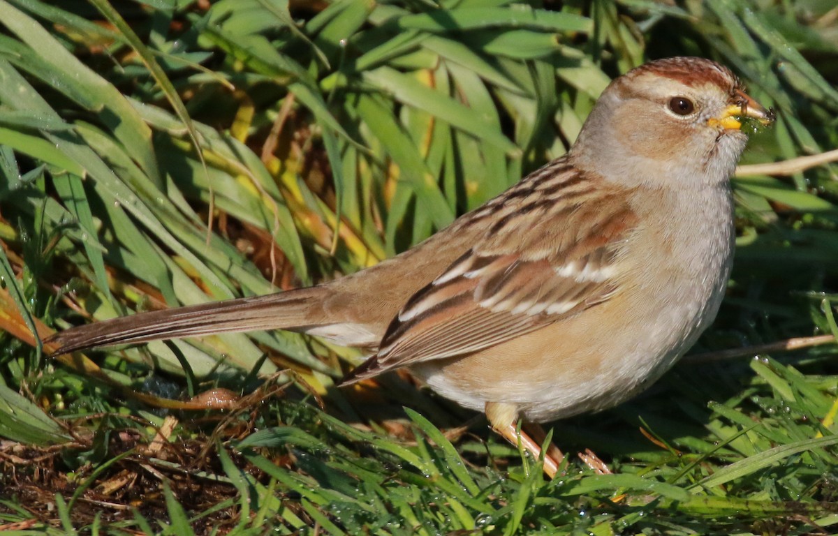 White-crowned Sparrow - Jordan Roderick