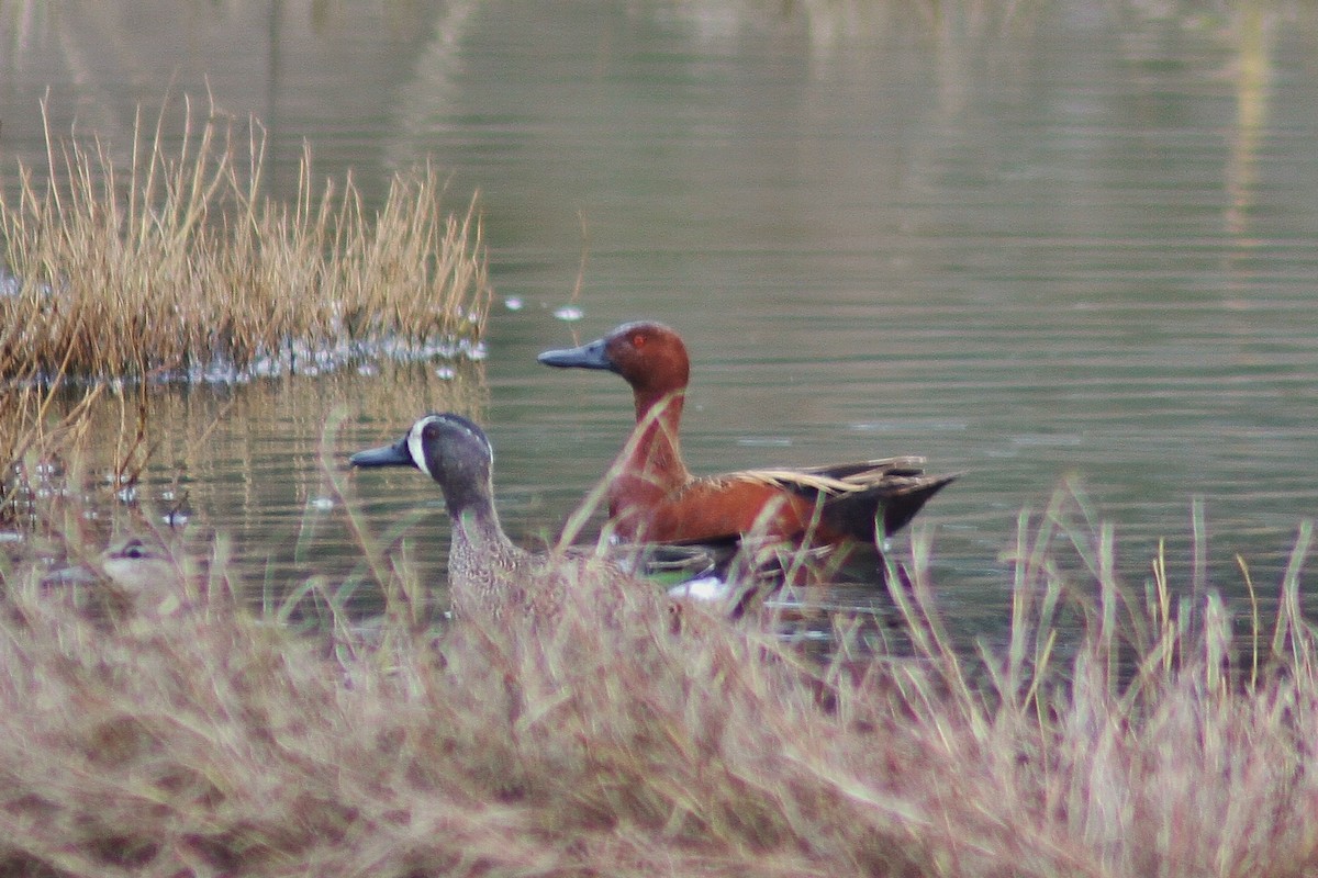 Blue-winged Teal - ML141952491