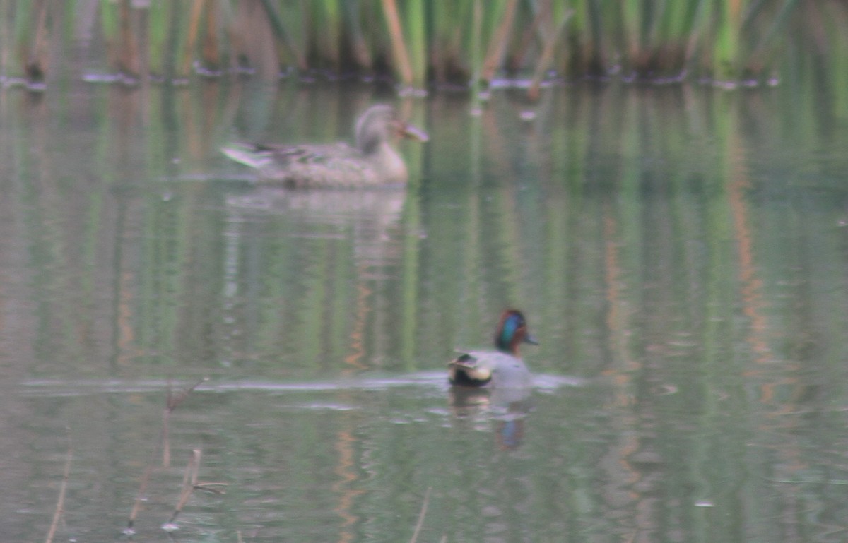 Green-winged Teal - ML141952631