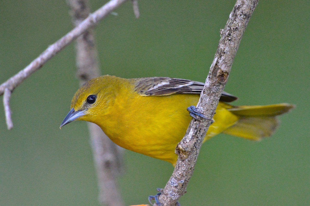 Orchard Oriole - ML141952661