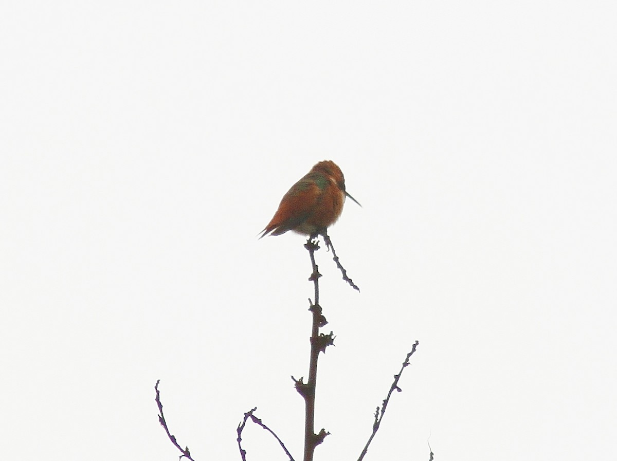 Allen's Hummingbird - Mark Hays