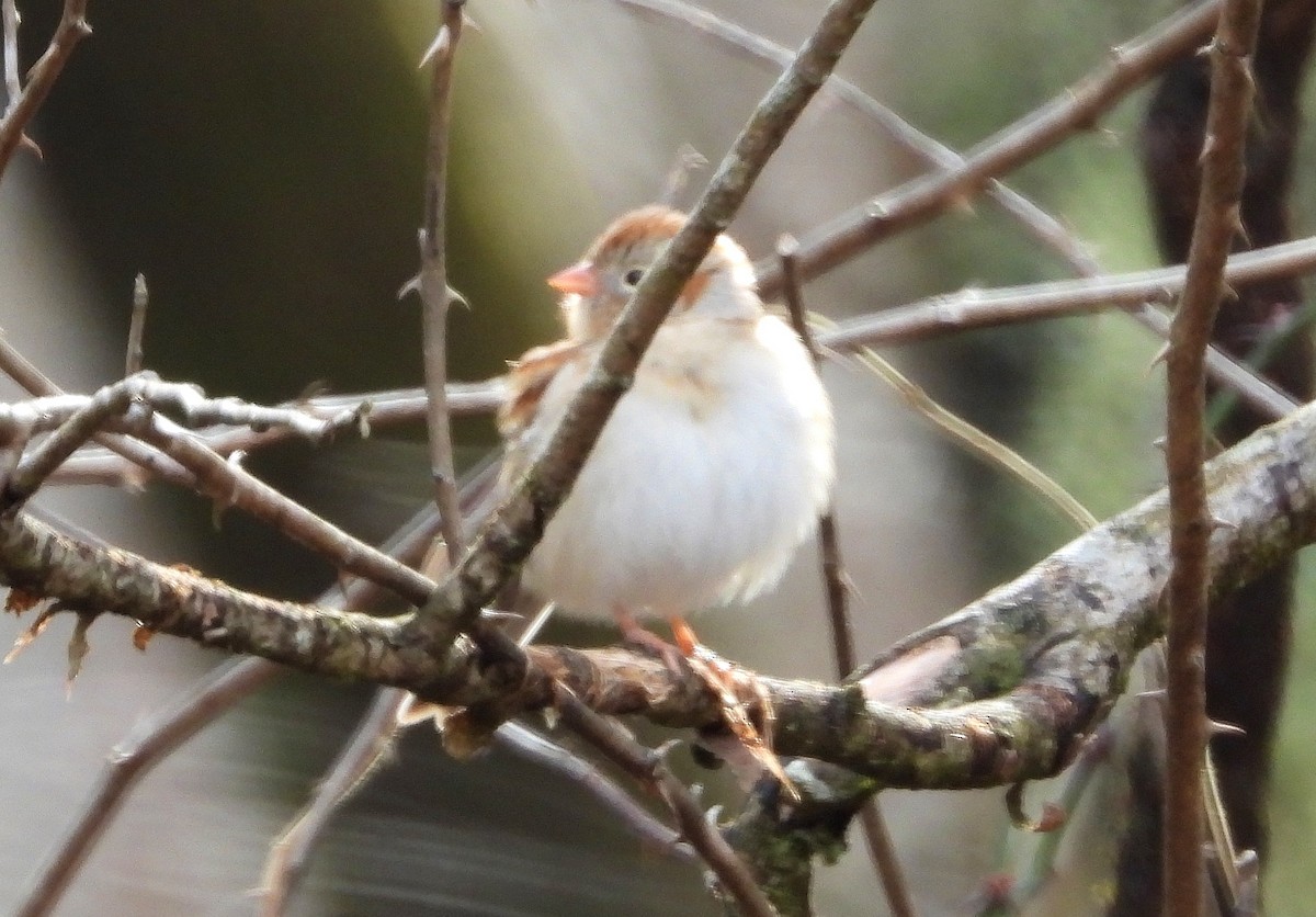 Field Sparrow - Marie Furnish