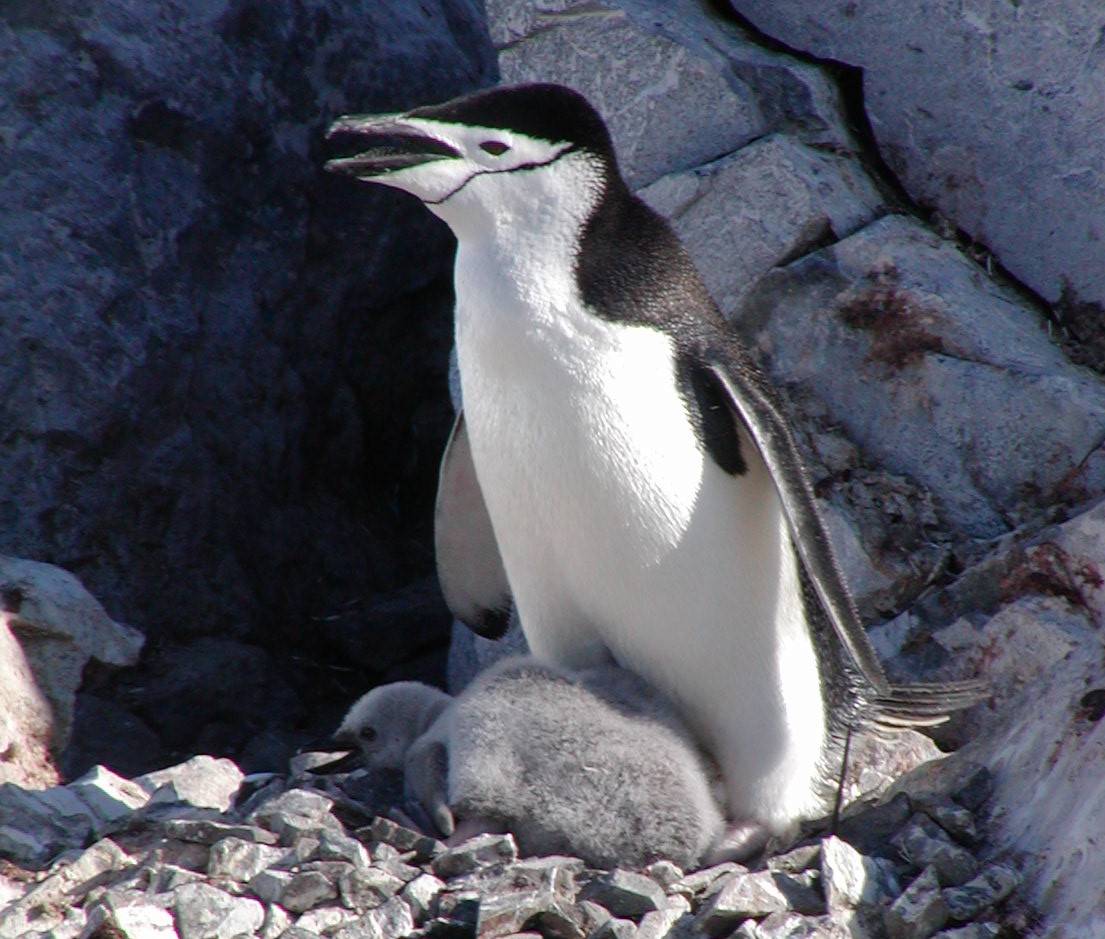 Chinstrap Penguin - Michael Shepard