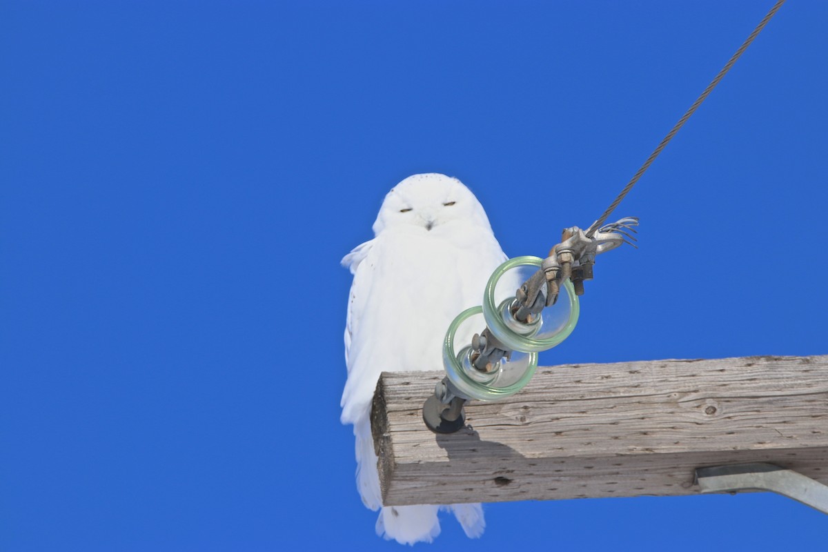 Snowy Owl - Bob Bidney