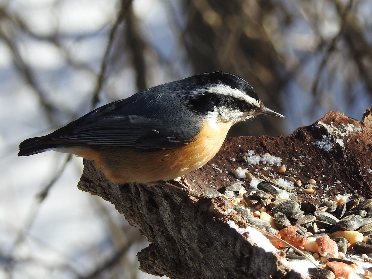 Red-breasted Nuthatch - Dan Stoker