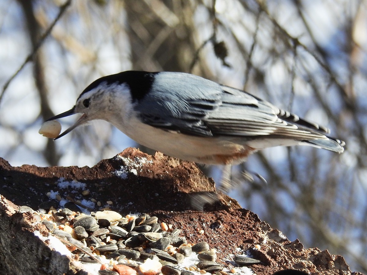White-breasted Nuthatch - Dan Stoker