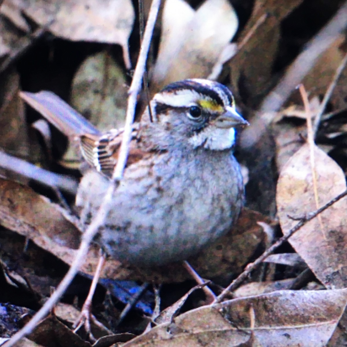 White-throated Sparrow - Peter LaTourrette