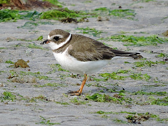 Semipalmated Plover - ML141954811
