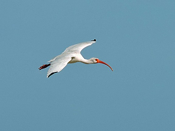 ibis bílý - ML141954901