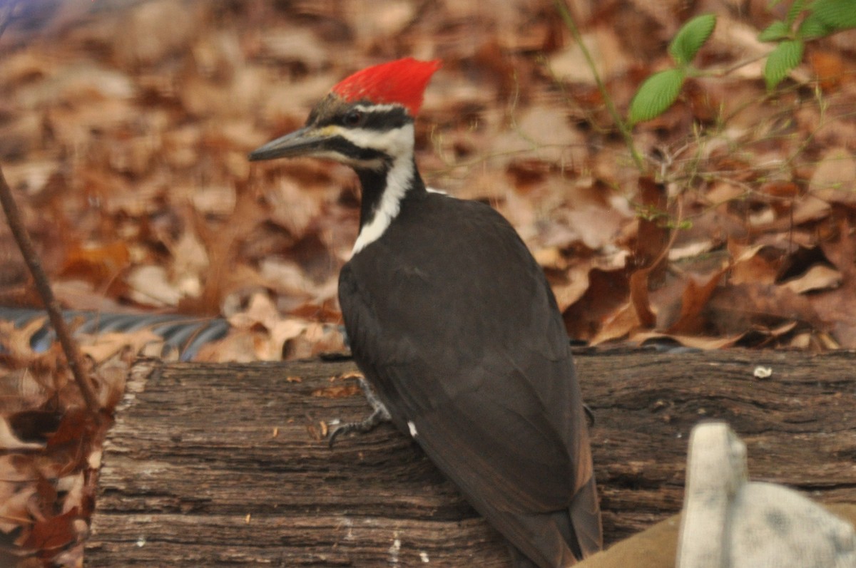 Pileated Woodpecker - ML141955481