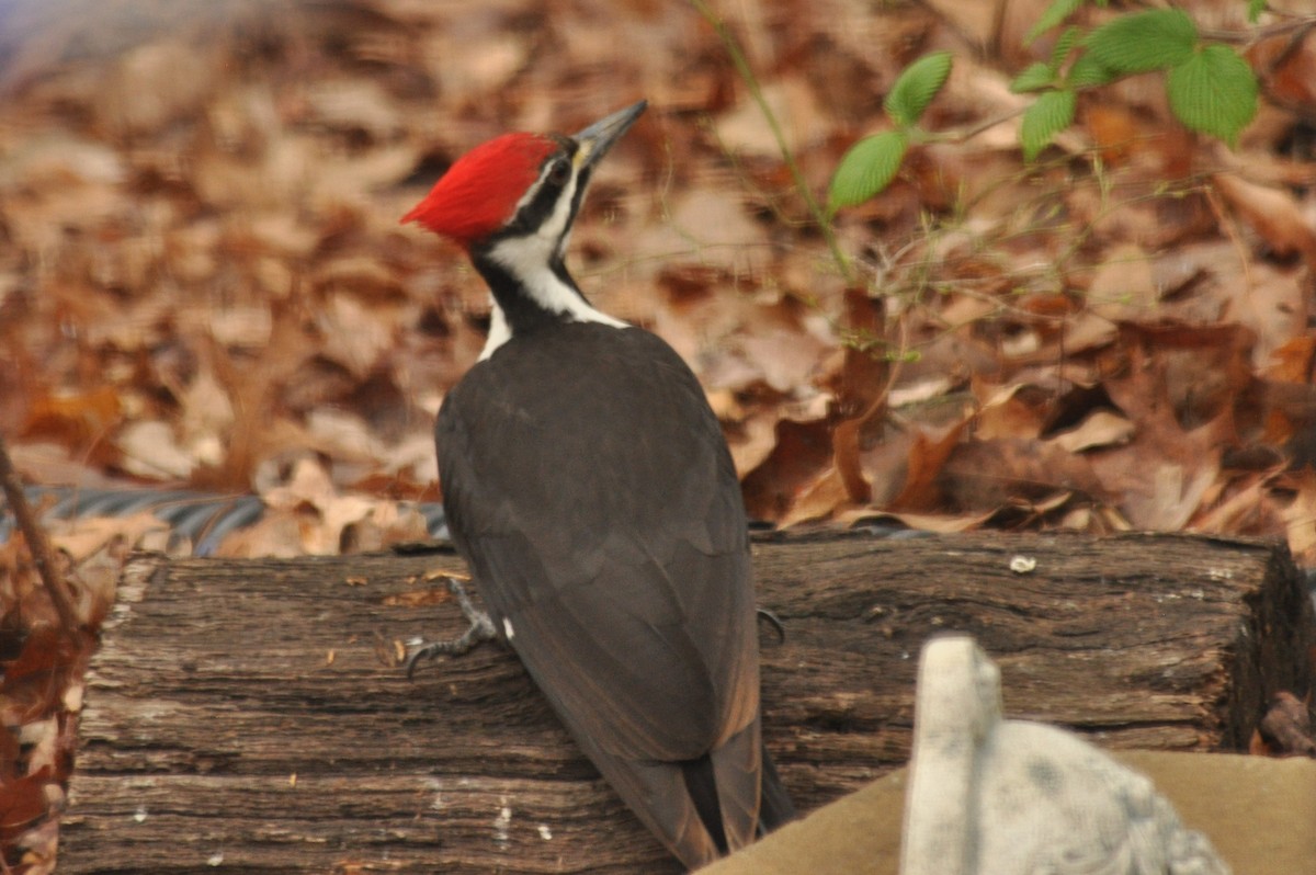 Pileated Woodpecker - Tommie Rogers